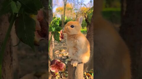 The little rabbit who loves to eat figs Cute pet debut plan Rabbit Pastoral little cute pet