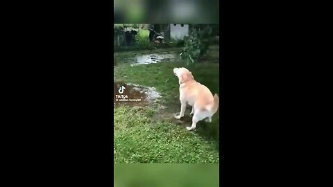 Funny dog video