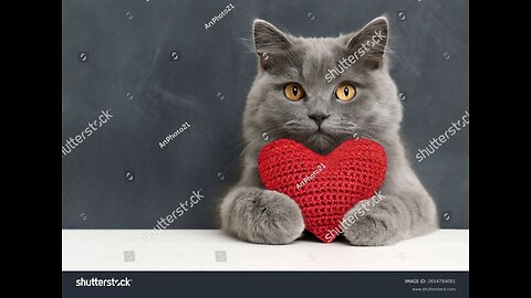 Haypyy Pett ...funny cats2025