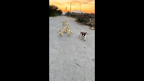 Puppy and duckling
