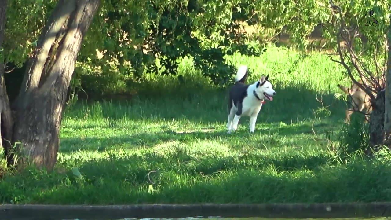 Play this video to your dog for cute reaction