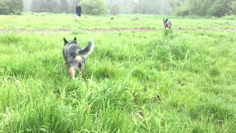 marymoor park patrol 32984320984320982