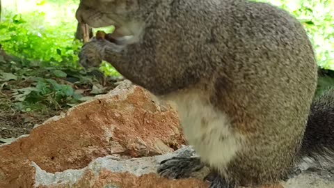 Mika The Squirrel doesn't want me to pet her/It's like not today Lady 😂