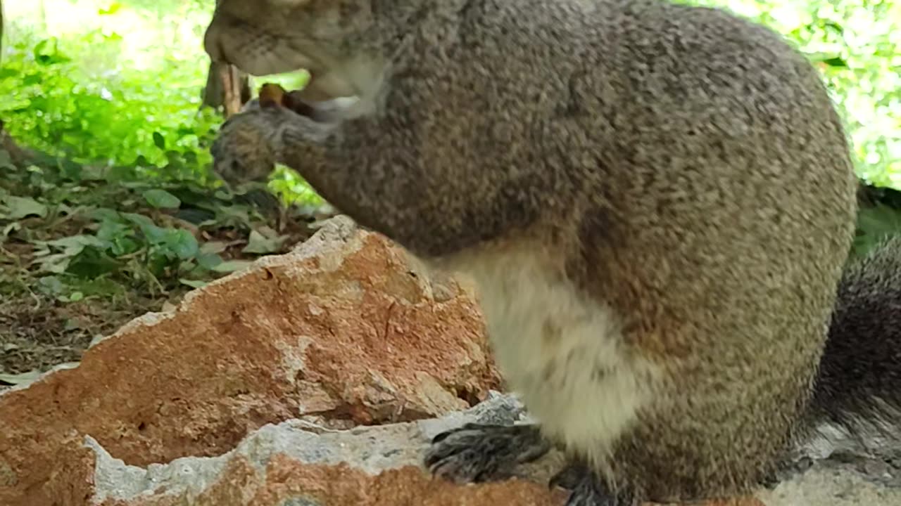 Mika The Squirrel doesn't want me to pet her/It's like not today Lady 😂