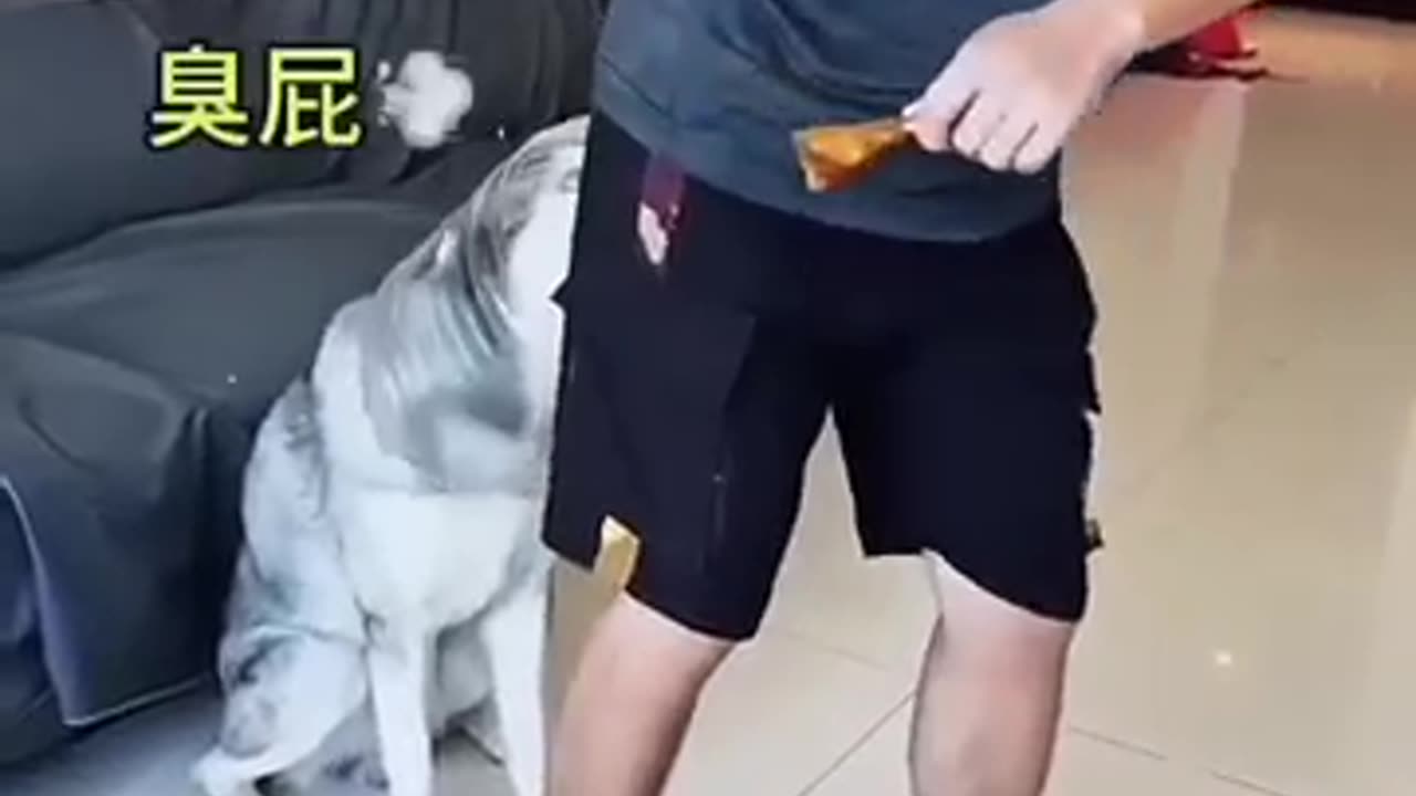 short video #funny #pets #memes #cutedog