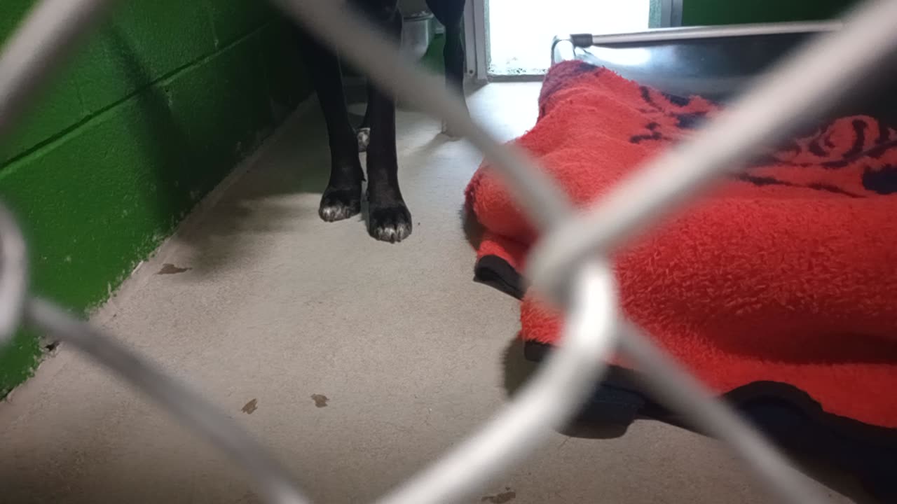 Bentley 4y Pet Id 949935 kennel 11b HSSAZ shelter_20251121_161423724_02