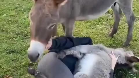 Donkey Hugs