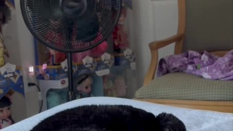 Cute Precious Piper Looks So Sweet While Sleeping - Adopting a Cat from a Shelter Vlog #shorts
