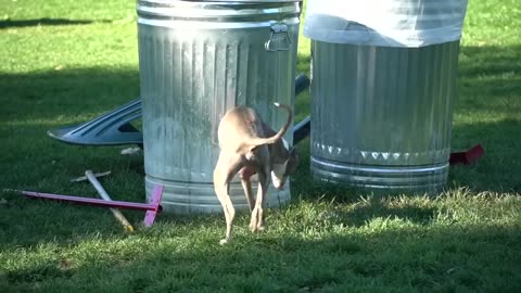 I Filmed My Dog Whenever He Cried Or Was Nasty For 24 Hours