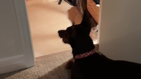 Doberman and Cat Have a Spat