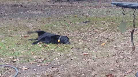 Roly Poly Riley