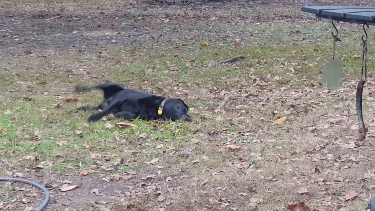 Roly Poly Riley