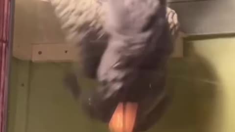Funny animal videos '🤣🤣🐈🐈