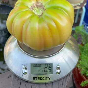 Picking my first Domingo Tomato of the year!