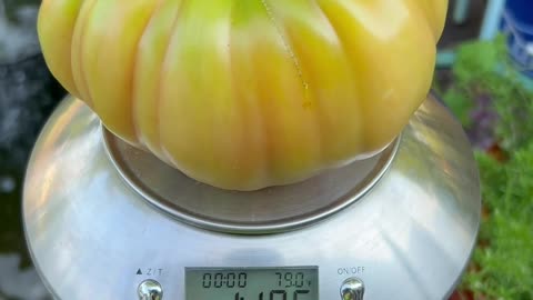 Picking my first Domingo Tomato of the year!