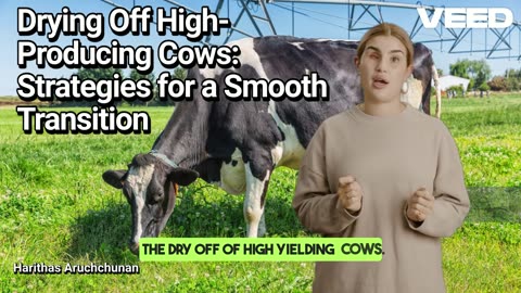 Drying -Off High Producing Cows:Smart Strategies for Smooth Transition
