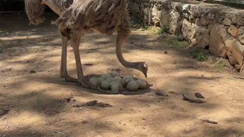 Nature and Animals