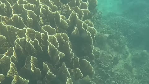🌊 Snorkeling in the Philippines Morning Adventure 🐠 | Expat Life