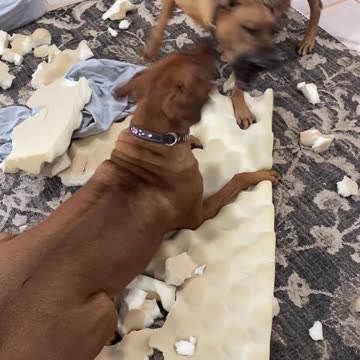Two Rhodesian Ridgebacks destroyed their beds while playing