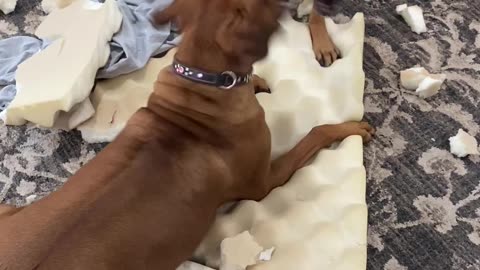 Two Rhodesian Ridgebacks destroyed their beds while playing