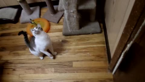 Playing with feline at cat haven, last time for today