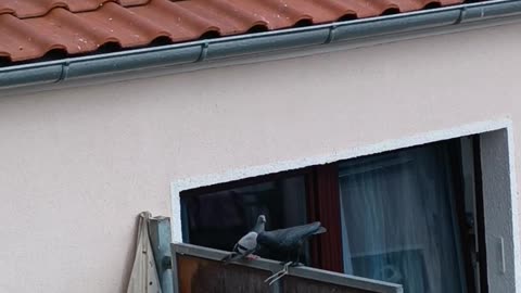 Pigeons React to Decoy Crows... or Don’t