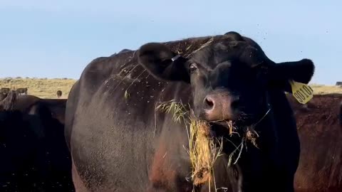 Invasive Grass Species Treatment. cartercountrymeats.com