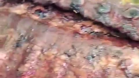Grilling them ribs up