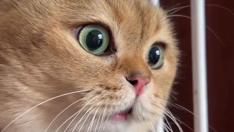 The Bizarre Behaviors of Cats Laugh till you cry! What's going on in these feline minds?