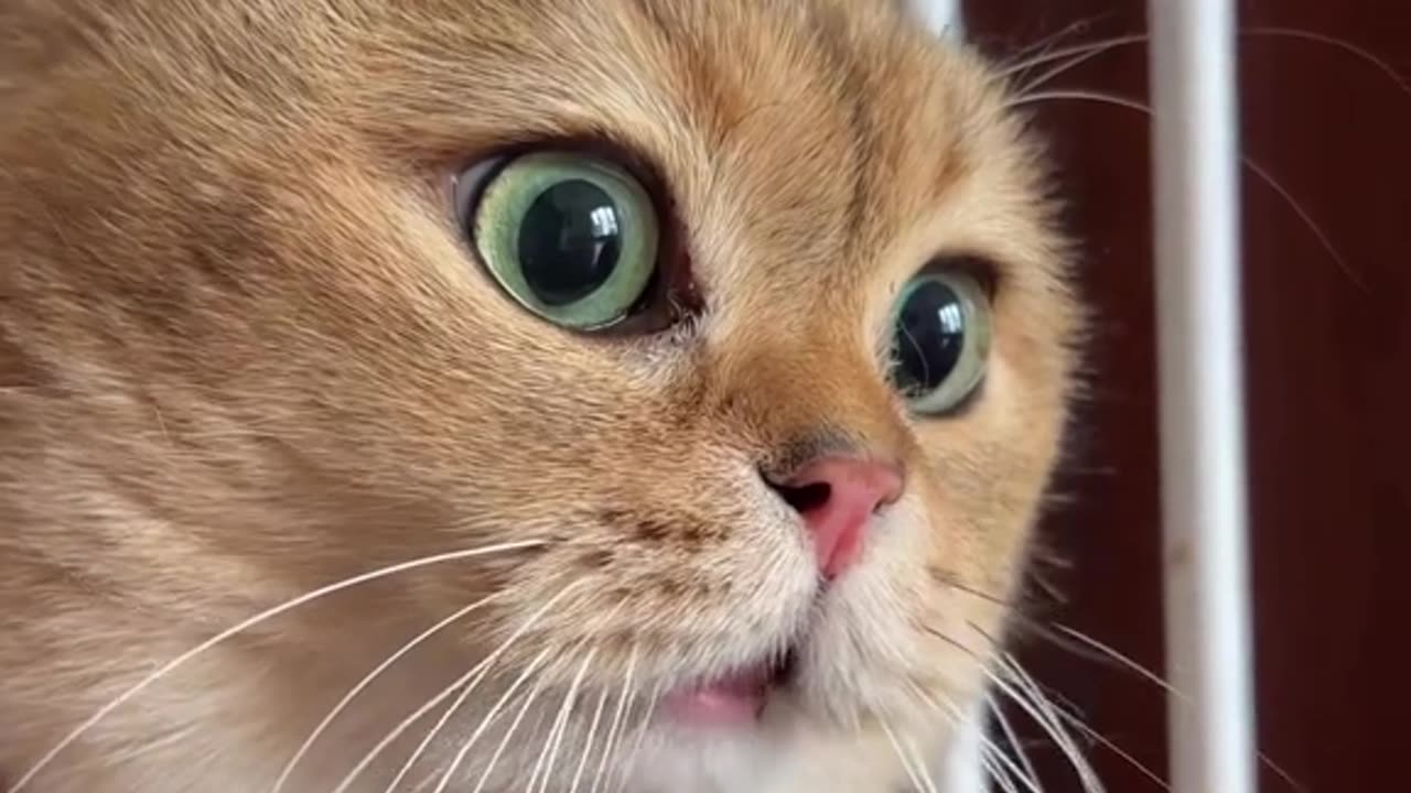 The Bizarre Behaviors of Cats Laugh till you cry! What's going on in these feline minds?