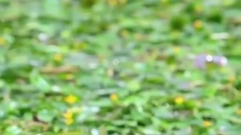 Fish trying to Catch the Bird