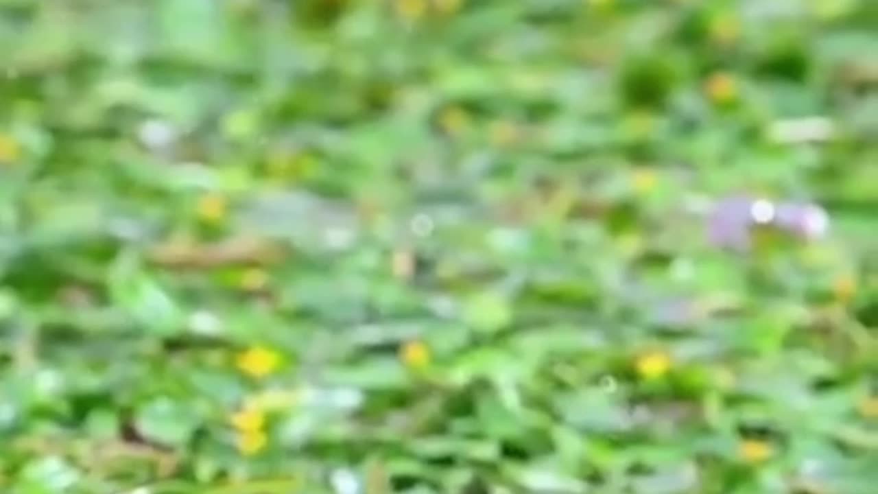 Fish trying to Catch the Bird