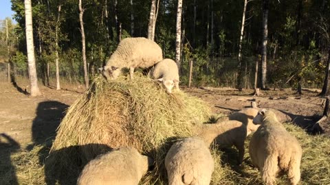 Bale Riders