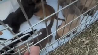 🐾🇺🇦 Ukraine Russia War | Ukrainian Soldiers Rescue Orphaned Puppies in Donetsk | RCF