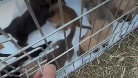 🐾🇺🇦 Ukraine Russia War | Ukrainian Soldiers Rescue Orphaned Puppies in Donetsk | RCF