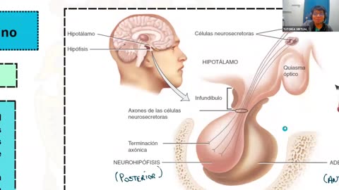 AULA 20 REGULAR 2025 - 1 | Semana 11 | Anatomía