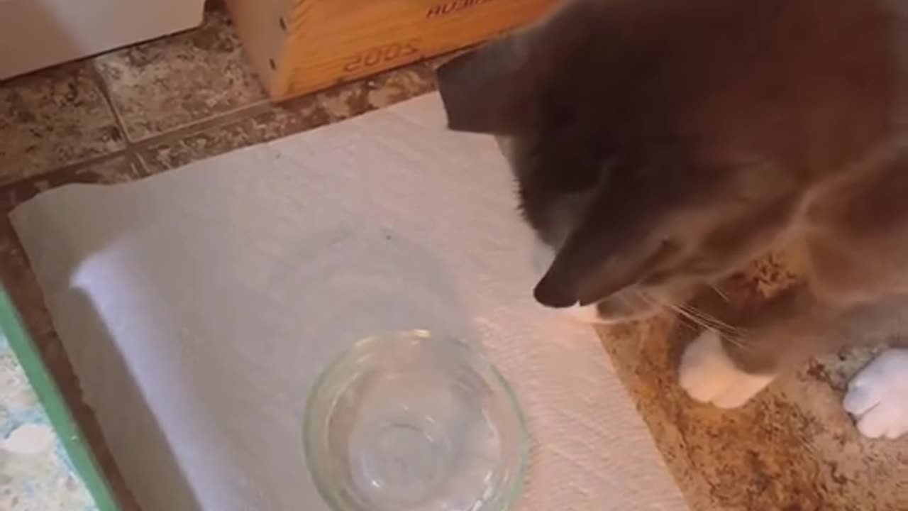Dogs react on sparkling water😂😂😂