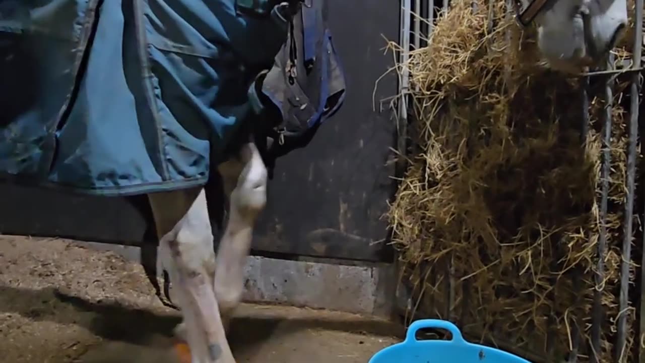 Happy Horse Moonwalks for Dinner