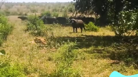 Funny Animal Videos 😂 30 Times Animals Messed With The Wrong