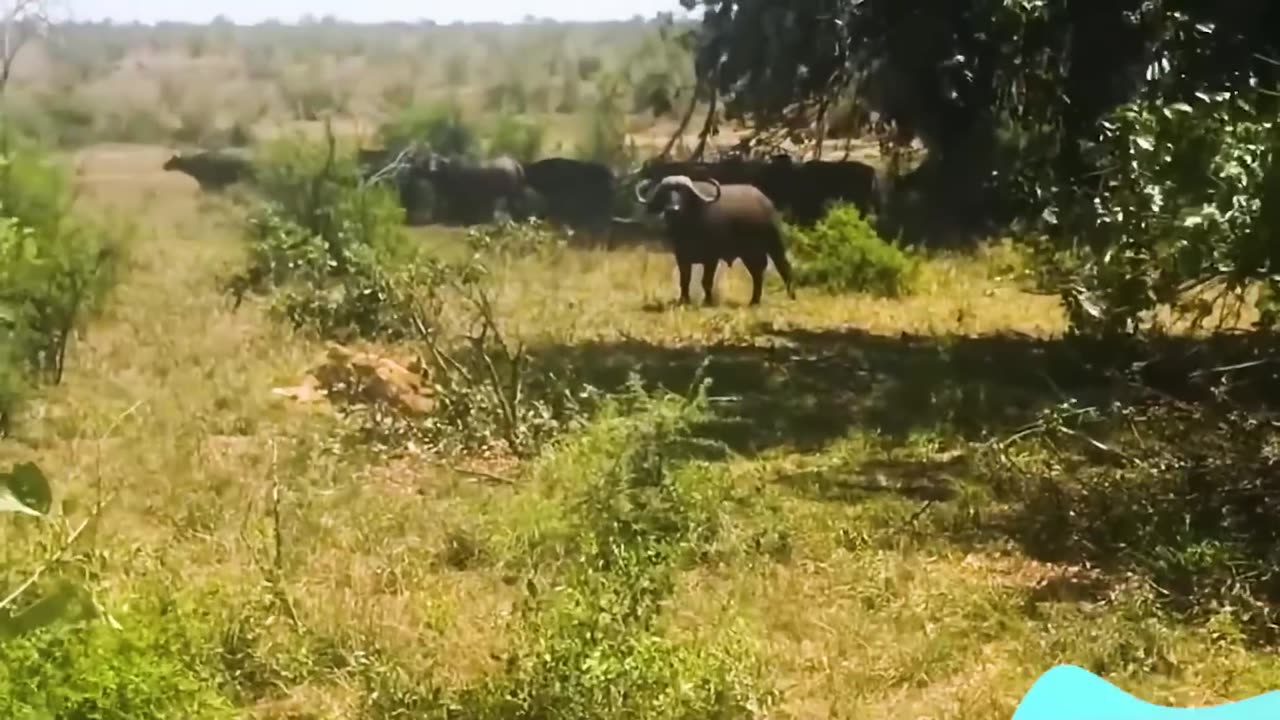 Funny Animal Videos 😂 30 Times Animals Messed With The Wrong