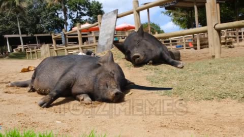 Ukraine war combat footage 11/9/25