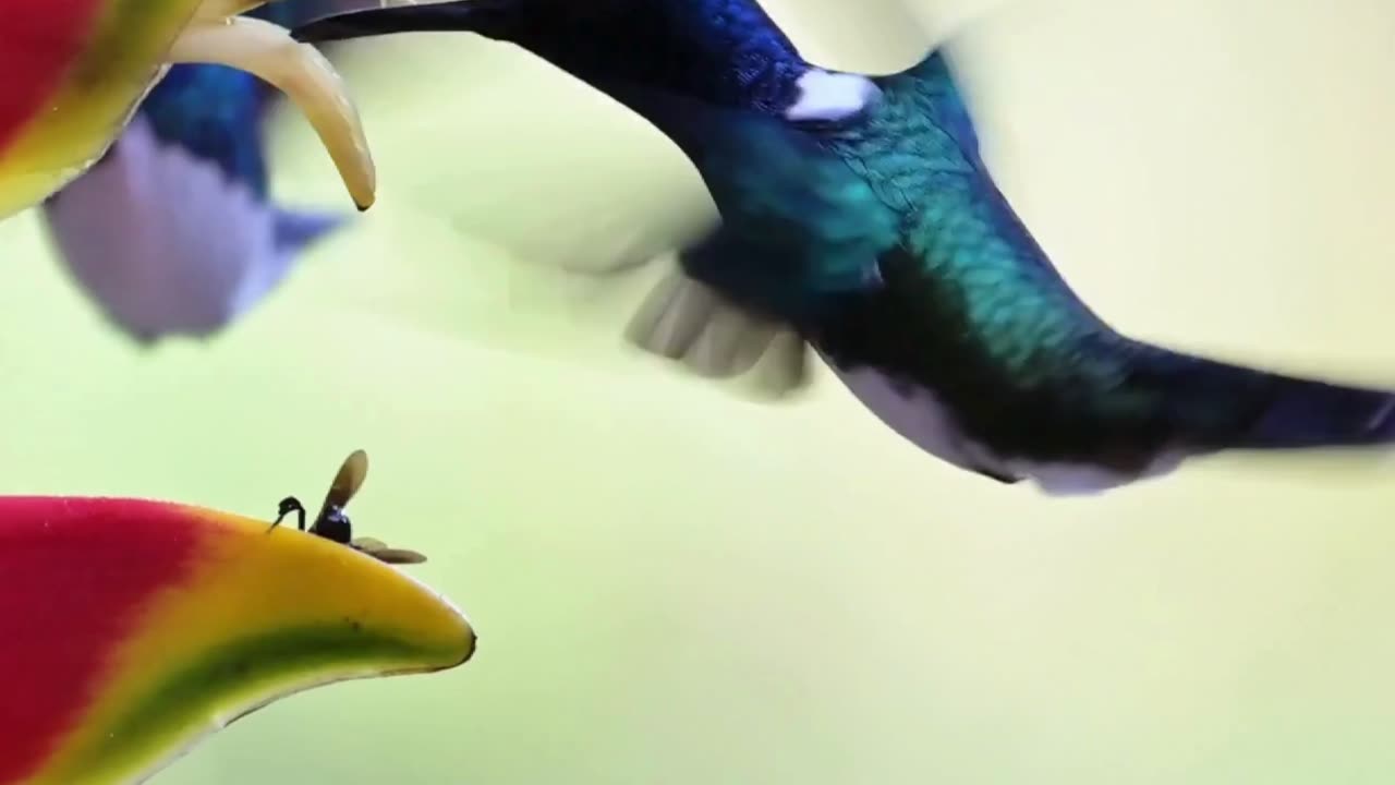 A Hummingbird's Dance 🌸🐦🌿 | Sounds of Nature