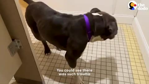 Shelter Pittie Saved Just In Time Melts Into His Rescuer’s Arms