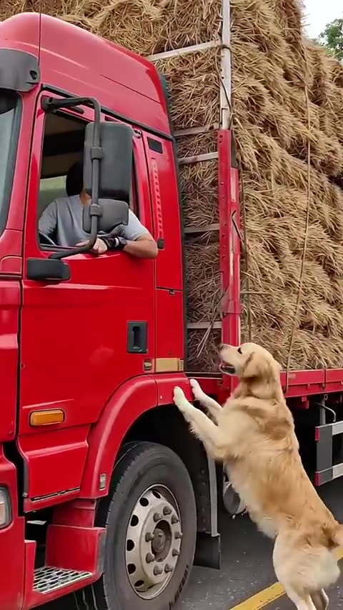 Golden Retriever Stops Truck — Driver Frees Pup from Rope