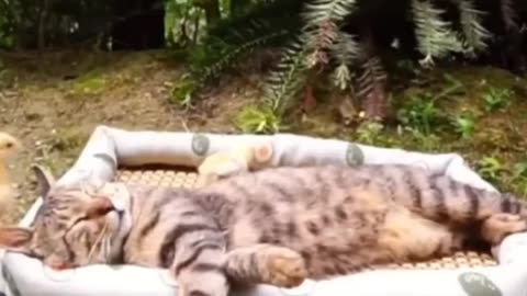 Cats Being Cats—Cuteness & Chaos Combined! 😹💕