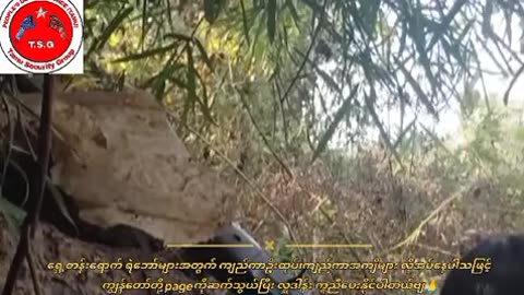 🌏🔥 Myanmar War | PDF Tamu TSG Engages in Heavy Firefight with Junta Forces | RCF
