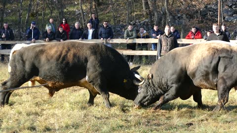 Dikonja od Tina i Jerke vs Orešnik braće Milas Vinjani 2025