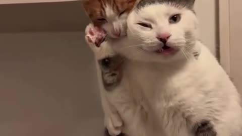 CATS Boring each other