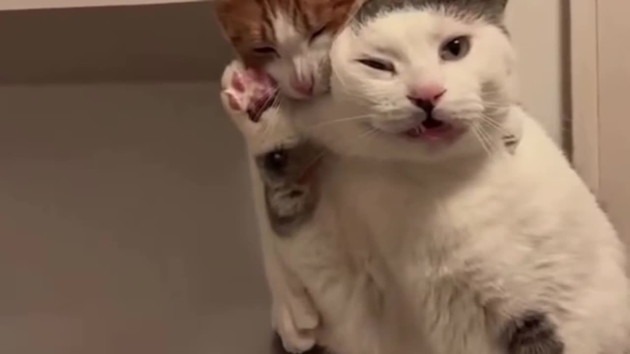 CATS Boring each other