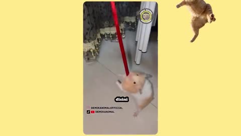 Dubbing animal